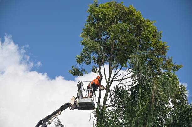 Landscape Design and Installation in Pine Mountain Clu, CA